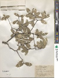 Quercus hypoxantha image