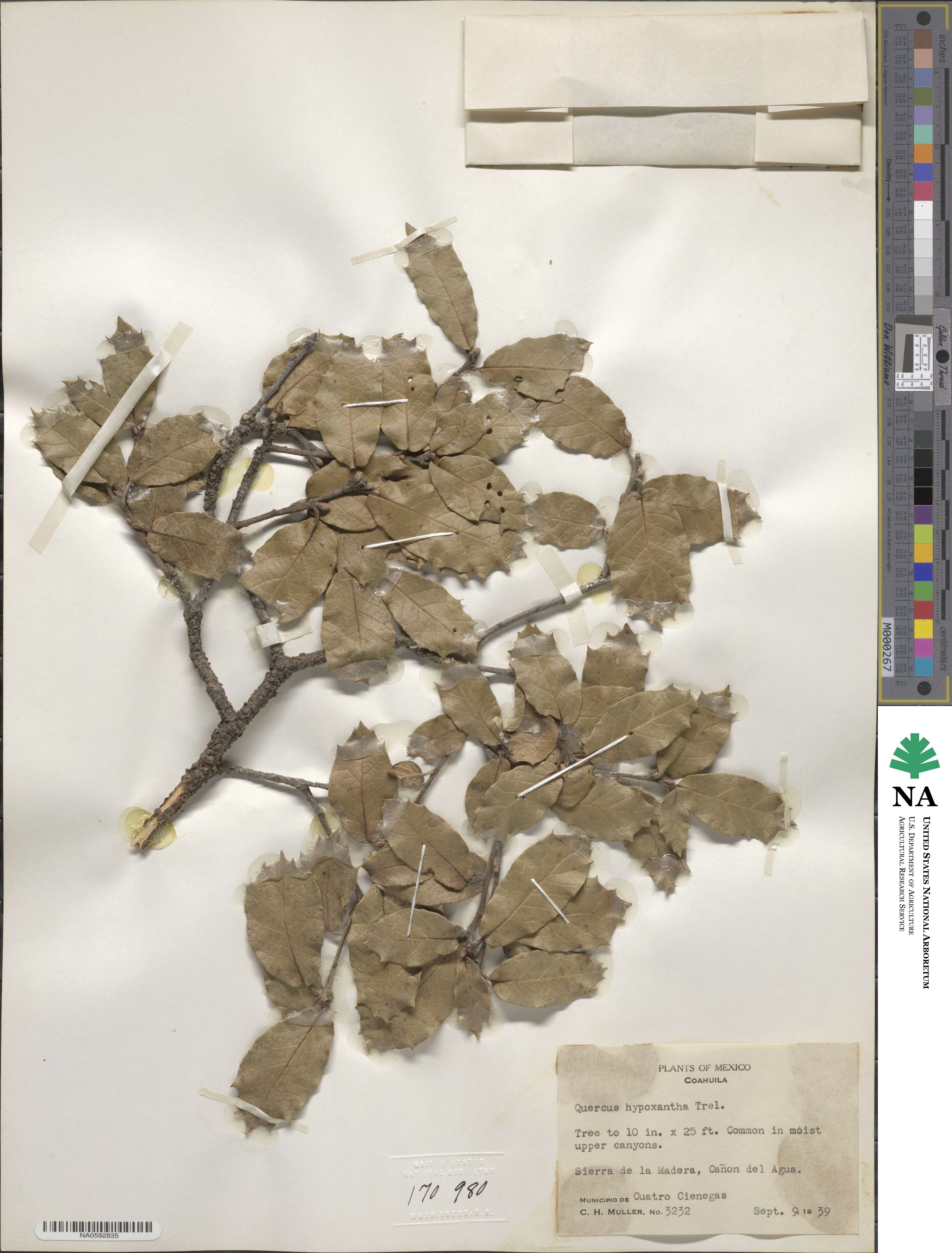 Quercus hypoxantha image