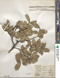 Quercus hypoxantha image