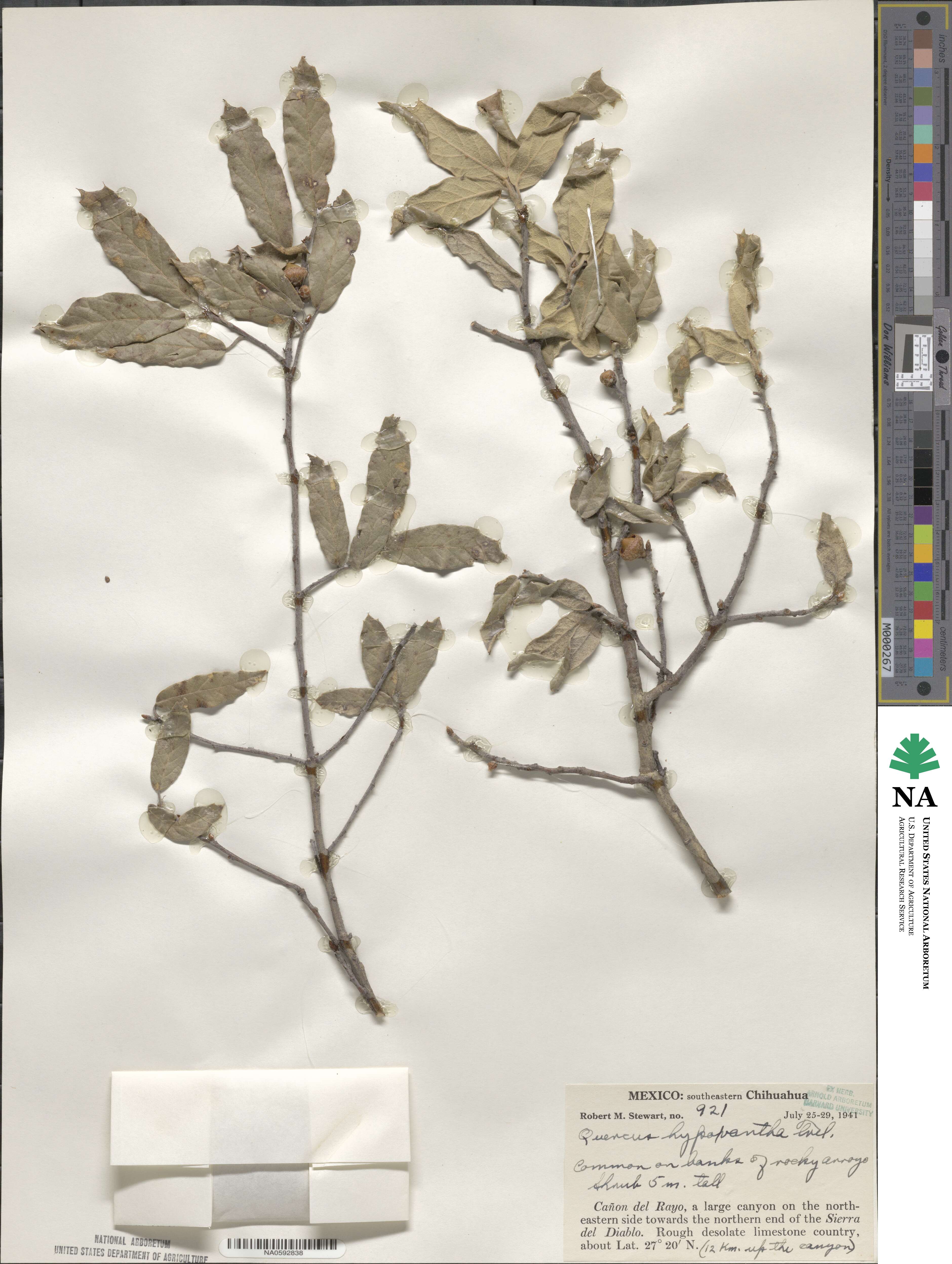 Quercus hypoxantha image