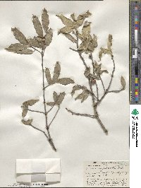 Quercus hypoxantha image