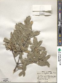 Quercus hypoxantha image