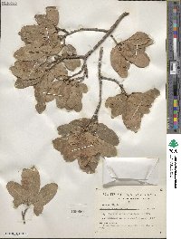 Quercus tuberculata image