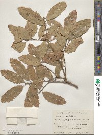 Quercus tuberculata image