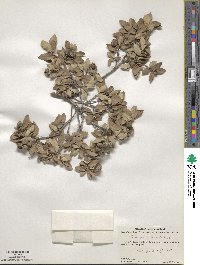 Quercus intricata image