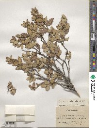 Quercus intricata image