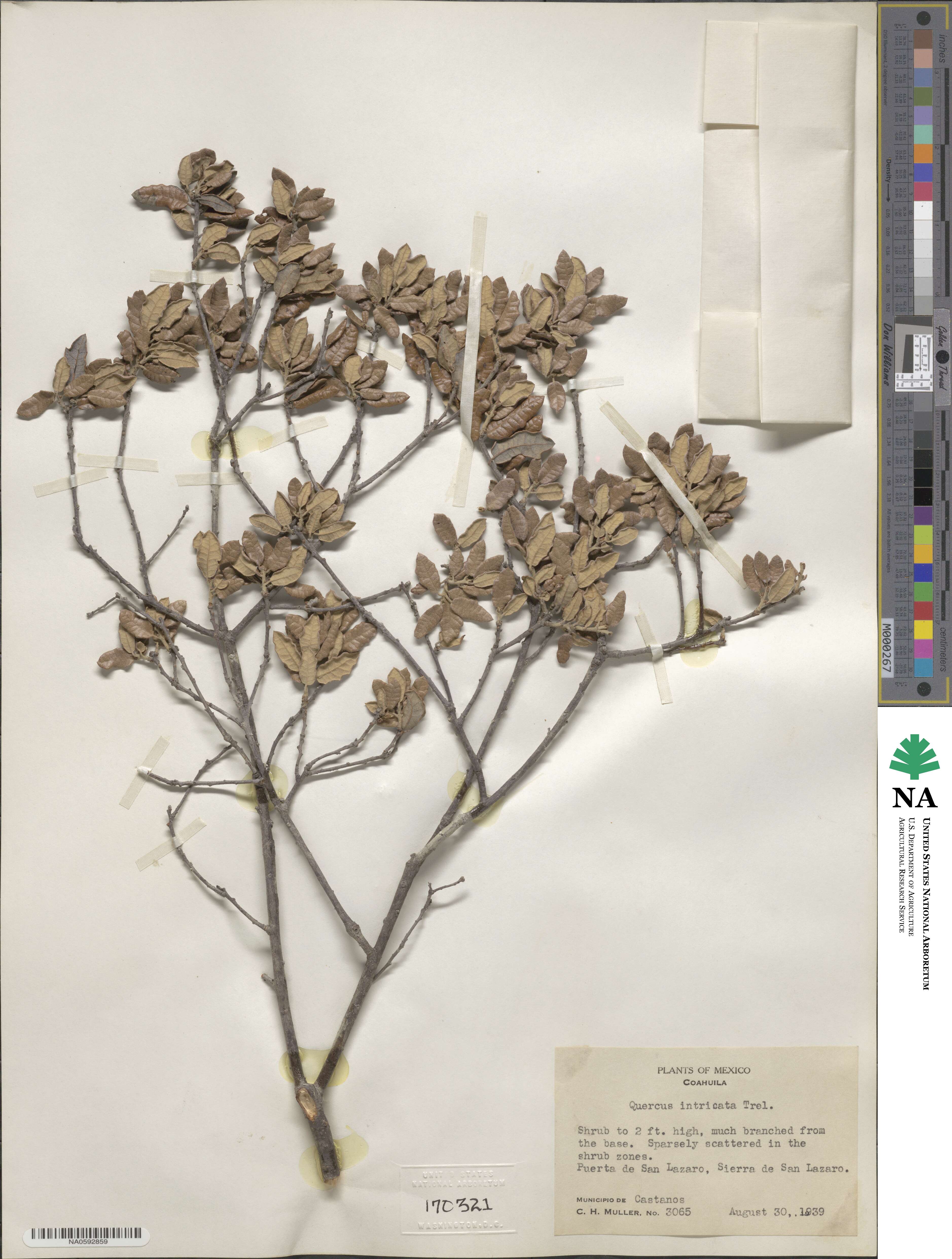 Quercus intricata image