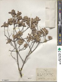 Quercus intricata image