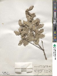 Quercus invaginata image