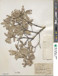 Quercus invaginata image