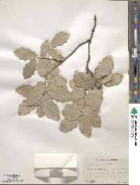 Quercus invaginata image