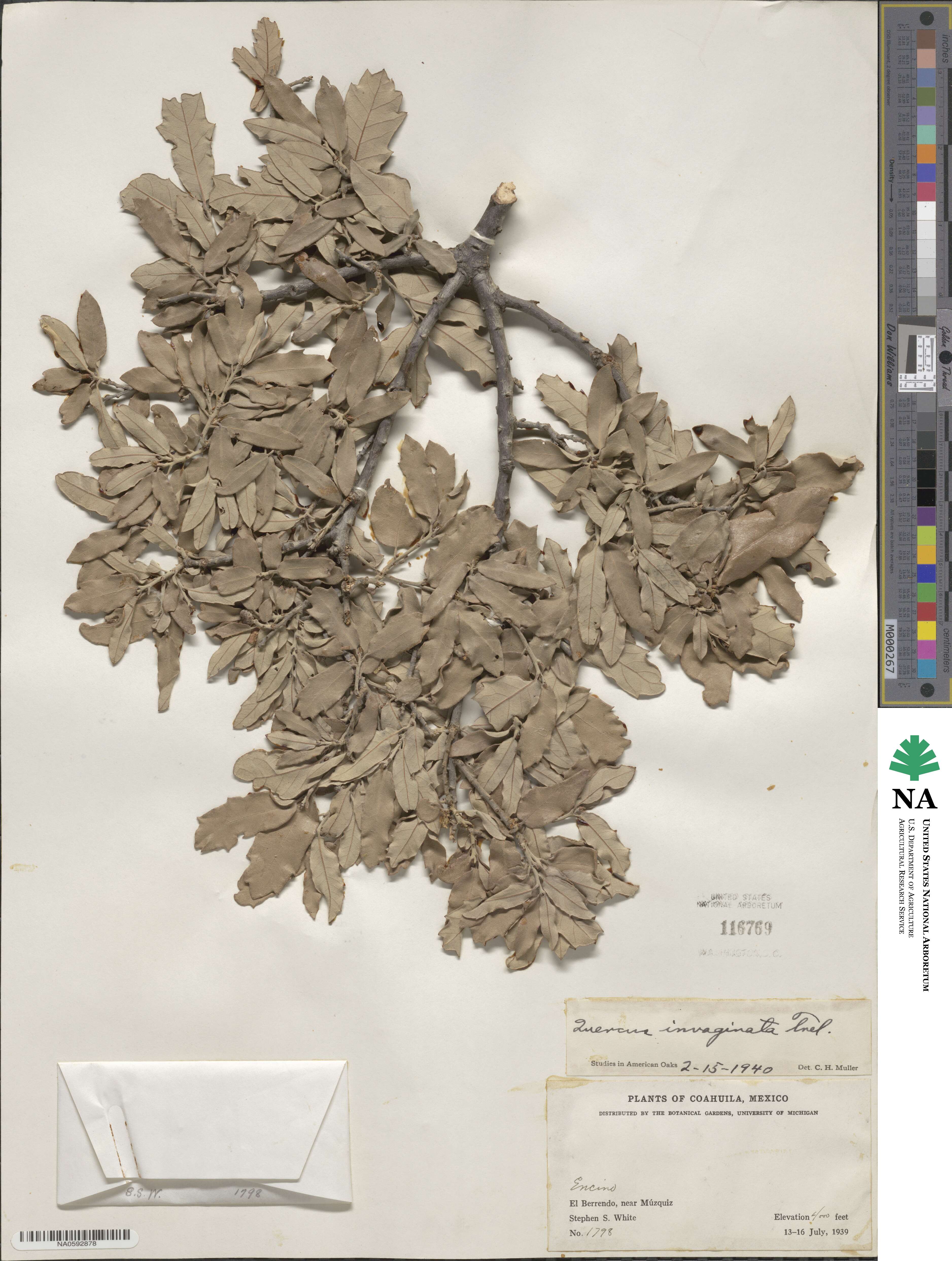 Quercus invaginata image