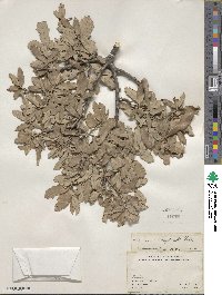 Quercus invaginata image