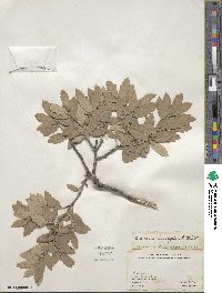 Quercus invaginata image