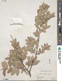 Quercus invaginata image