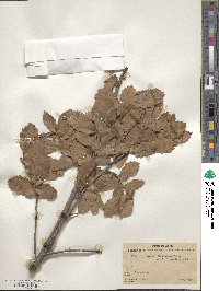 Quercus potosina image