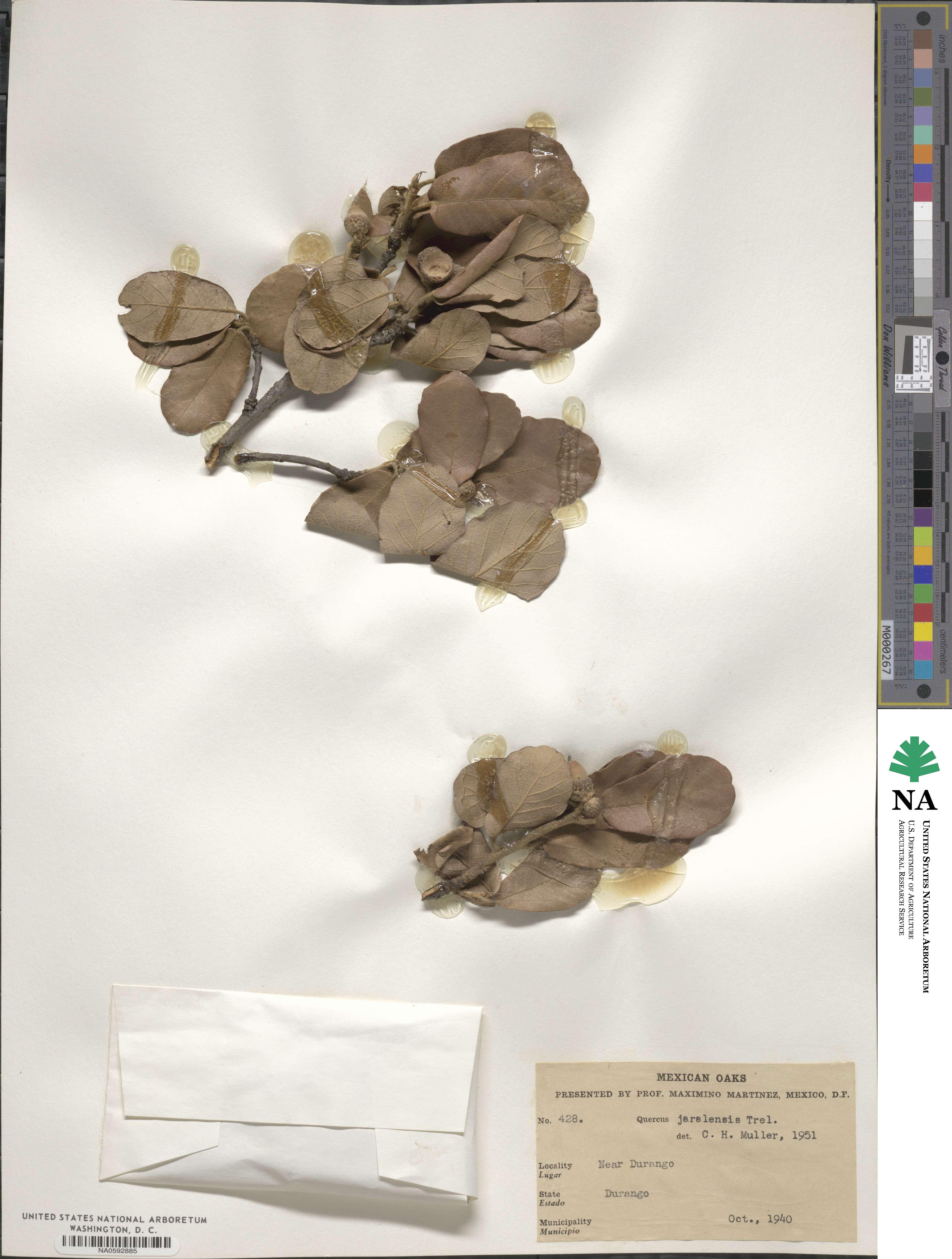 Quercus potosina image