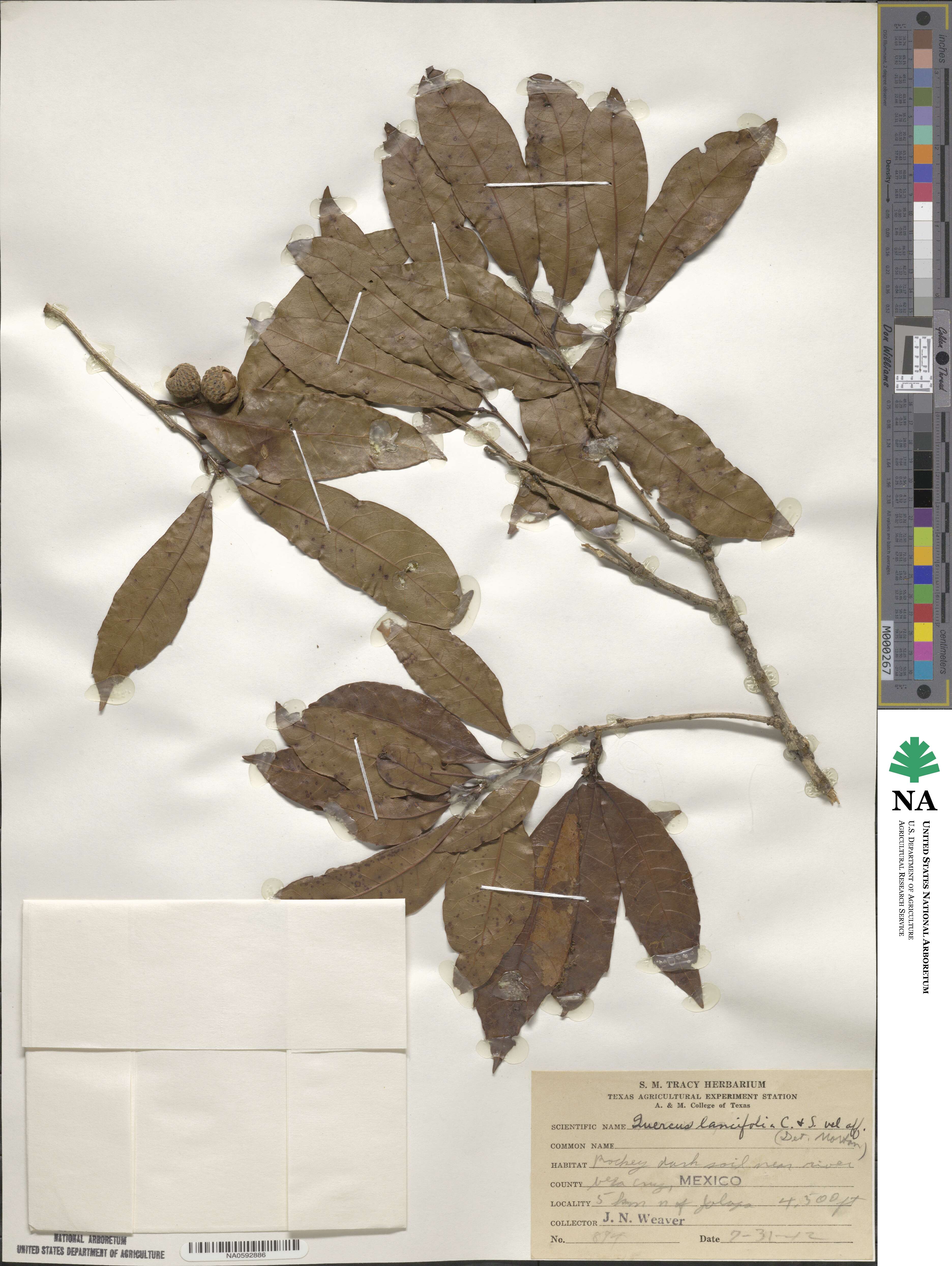 Quercus lancifolia image