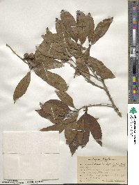 Quercus lancifolia image