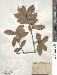 Quercus castanea image