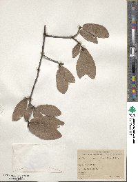 Quercus castanea image