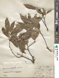 Quercus laurina image