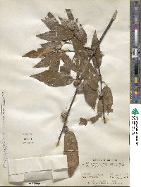 Quercus laurina image