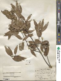 Quercus laurina image