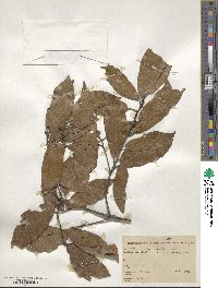 Quercus laurina image