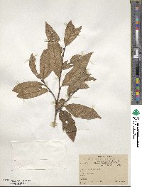 Quercus laurina image