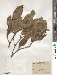 Quercus laurina image