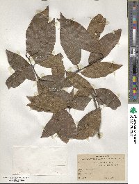 Quercus laurina image