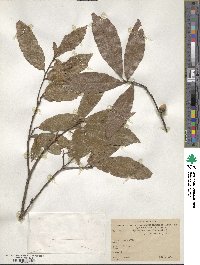 Quercus laurina image