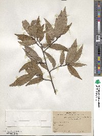 Quercus laurina image