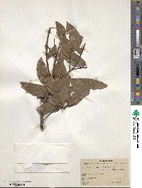 Quercus laurina image