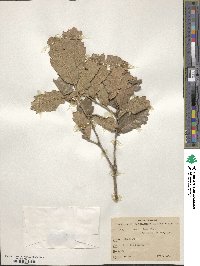 Quercus xylina image