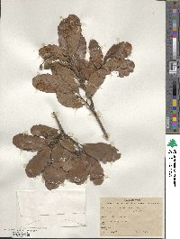 Quercus xylina image