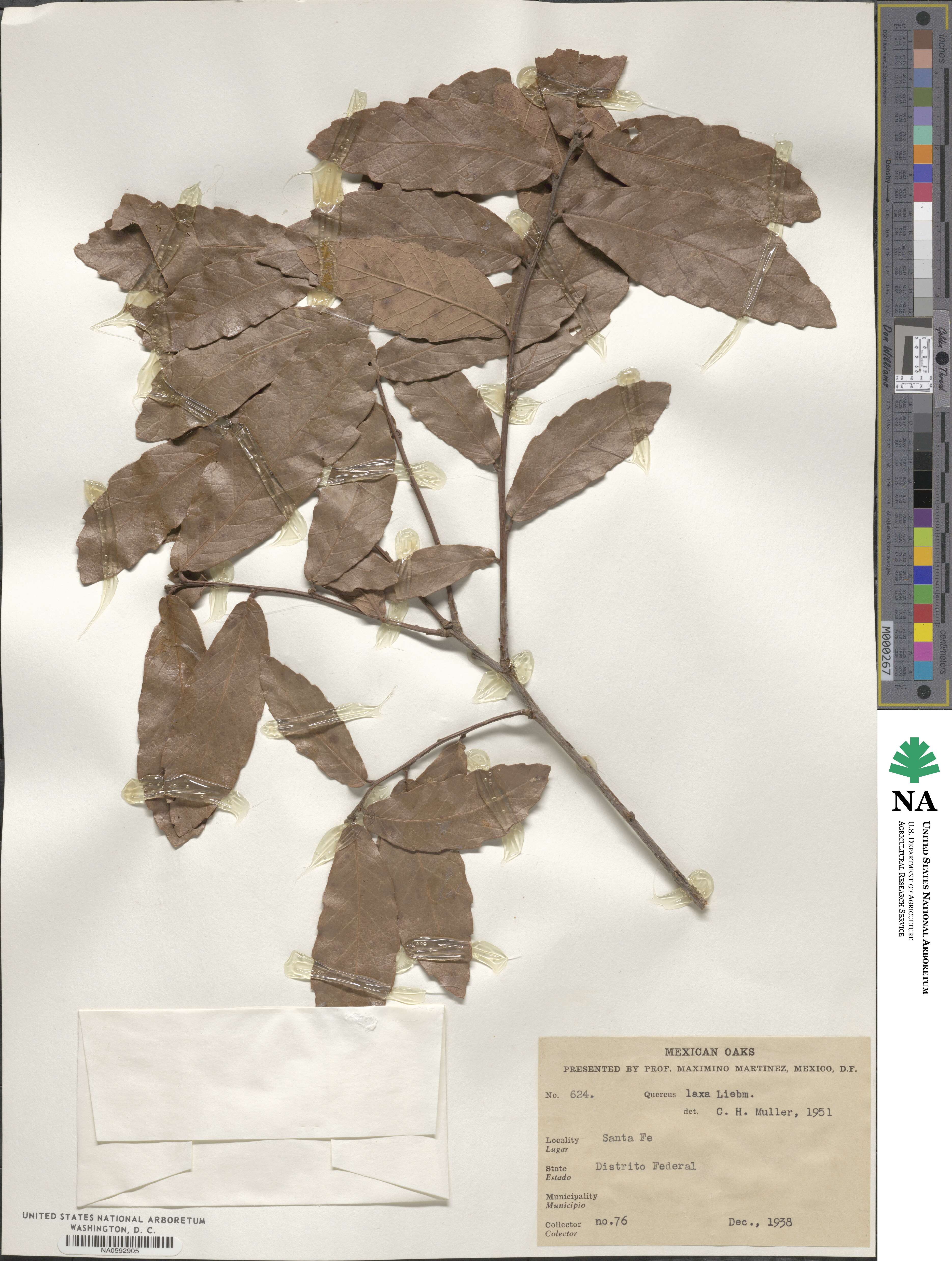 Quercus xylina image