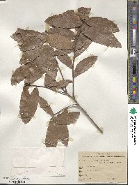 Quercus xylina image