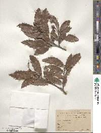 Quercus xylina image