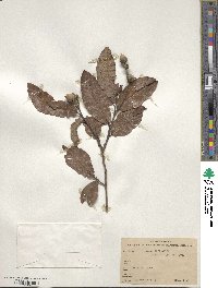 Quercus xylina image