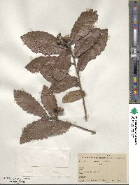 Quercus xylina image