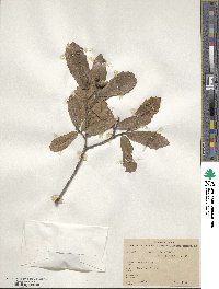 Quercus xylina image