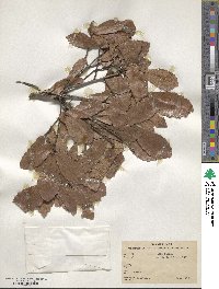 Quercus xylina image