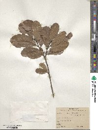 Quercus xylina image