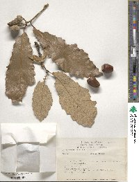 Quercus magnoliifolia image