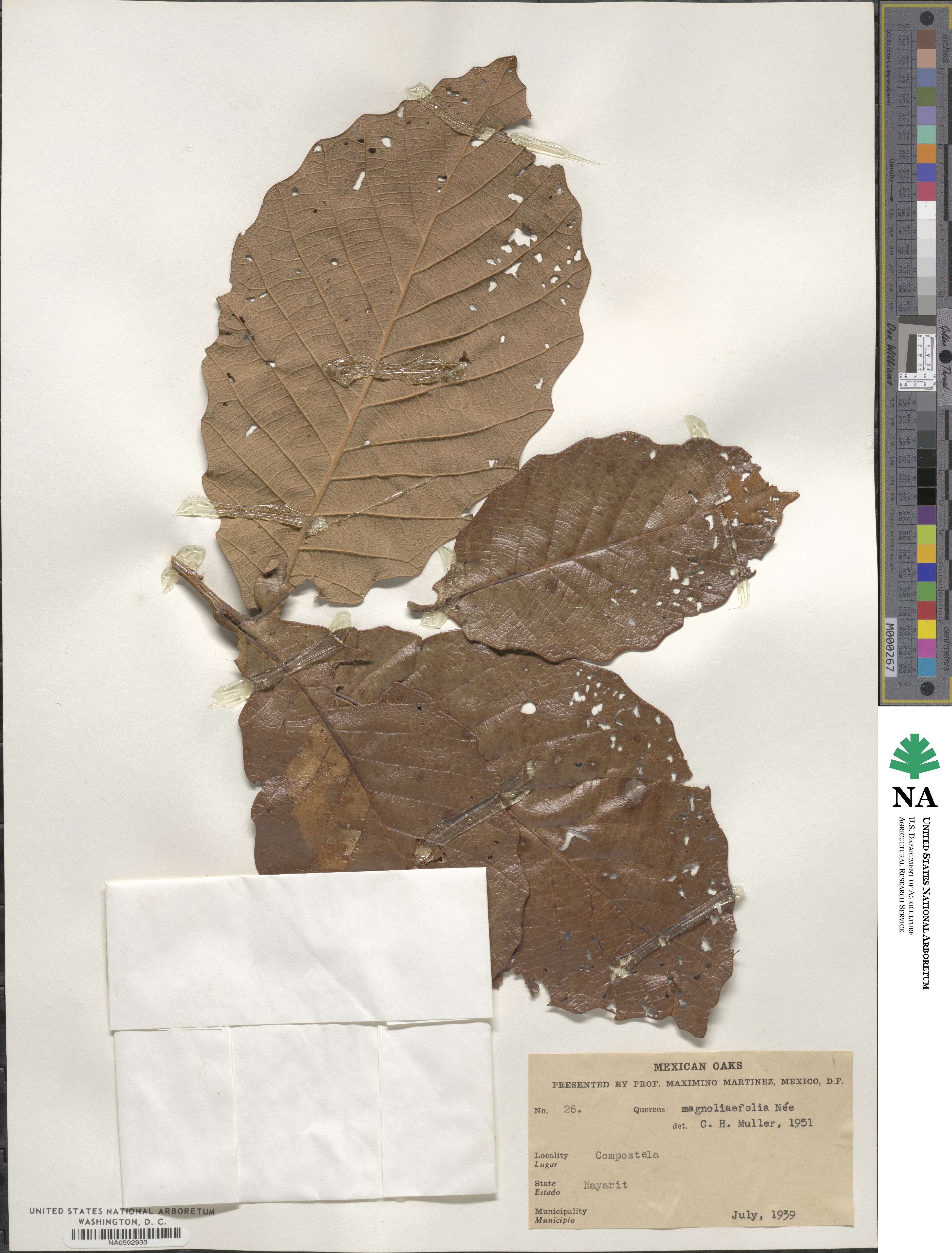 Quercus magnoliifolia image