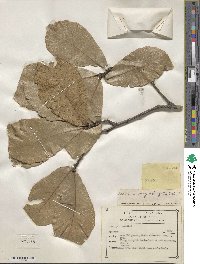 Quercus magnoliifolia image