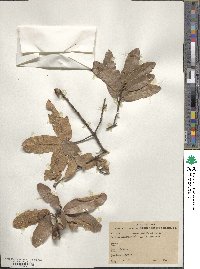 Quercus mexicana image