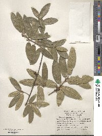 Quercus mexicana image